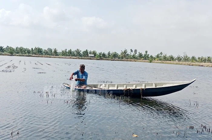 Độ mặn cao nhất ở sông nào của Kiên Giang, dân nuôi con động vật chủ lực này ứng phó xâm nhập mặn ra sao? - Ảnh 1.